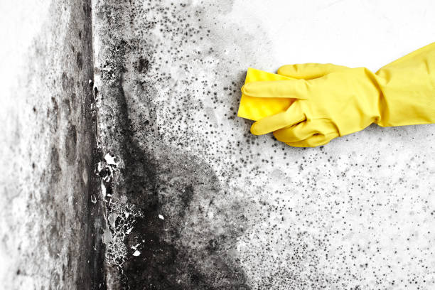 Why You Should Choose Our Mold Remediation Services in Oak Hill, TN